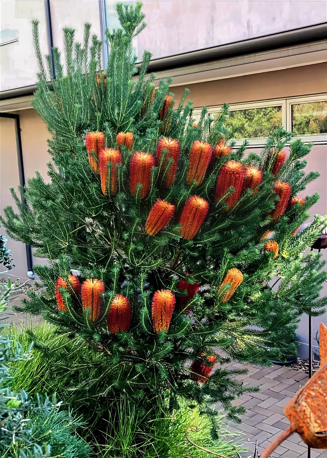 10 Lantern Banksia Tree Seeds “Fireworks” Exotic Flowering House Plant RARE