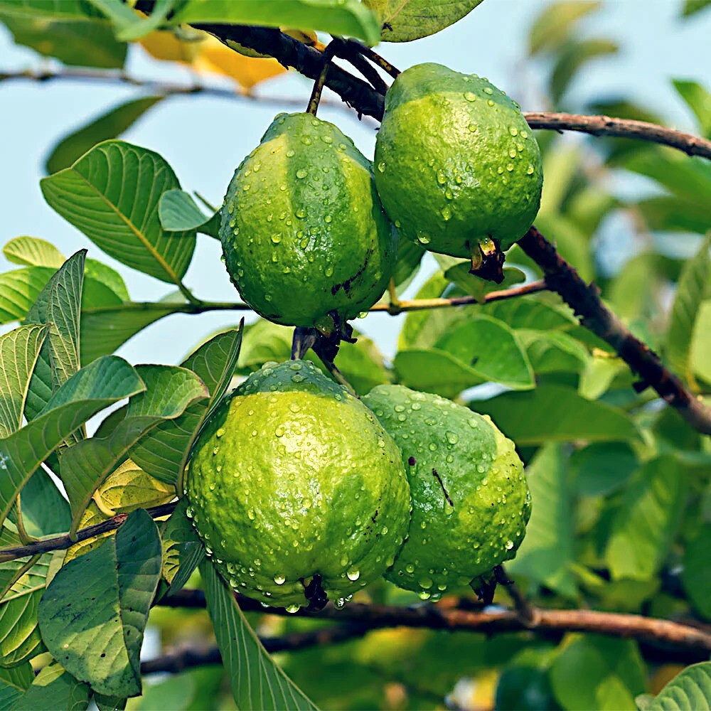 20 Lemon Apple Guava Tree Fruit Seeds ‘Ruby Supreme’ Plant (Psidium guajava)