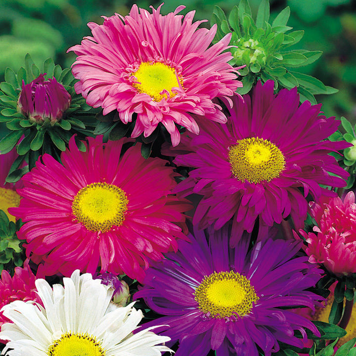 Aster Seeds 200+ Single China Mix Flower Mixed Colors USA SELLER FREE SHIPPING