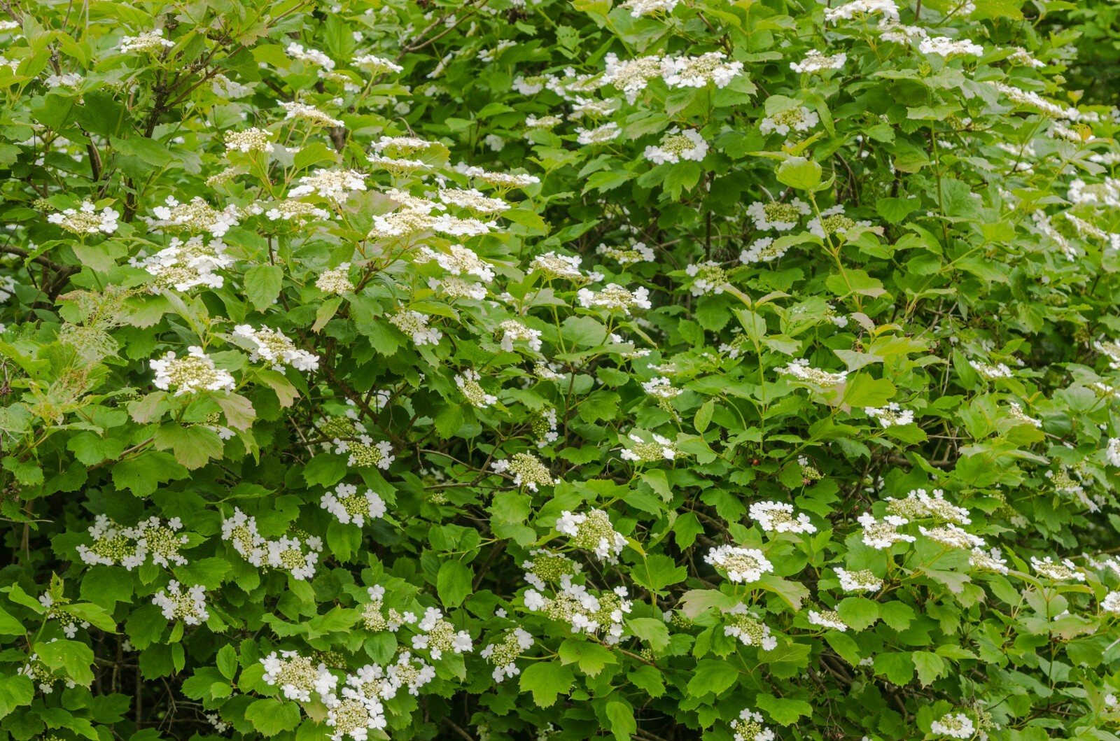 Linden berry shrub { “Cardinal Candy ” 10 seeds Free Shipping! US seller