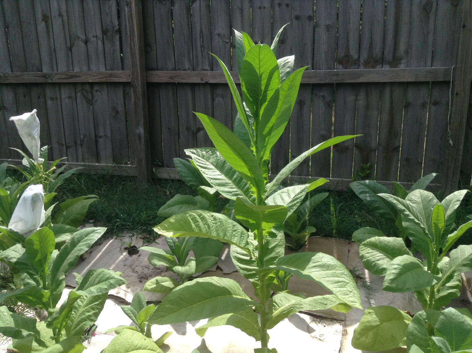 Dominican Republic Olor Tobacco seeds (1000+ per packet)