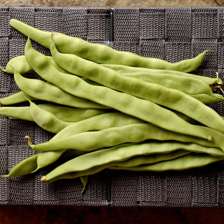 Qing Bian Romano Bean Seeds | Heirloom Pole Beans Flat Italian Roma II Seed 2023