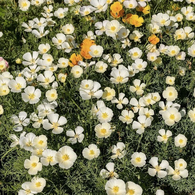 500 White Linen California Poppy Seeds- Eschscholzia californica ‘White Linen’