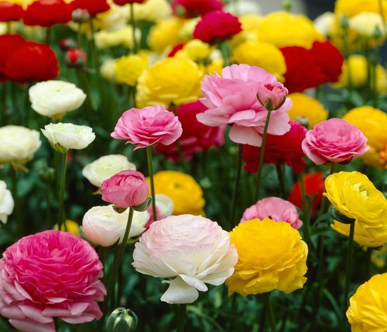 Mixed Peony Ranunculus Bulbs- Persian Buttercup -10 Corms Bulbs Flowering Blo…