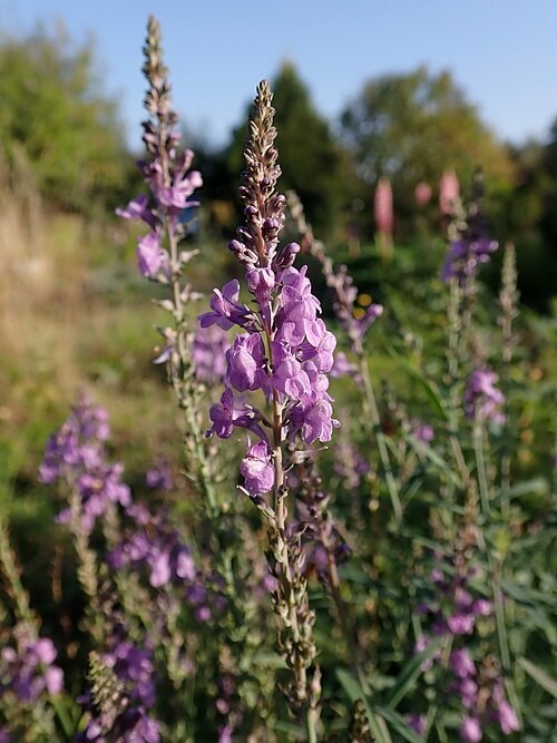 purple toadflax 200 seeds EZ to grow perennial flower, linaria purpurea