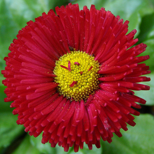 30+ BELLIS RED ENGLISH DAISY FLOWER SEEDS/ SELF-SEEDING ANNUAL/ACTS AS PERENNIAL