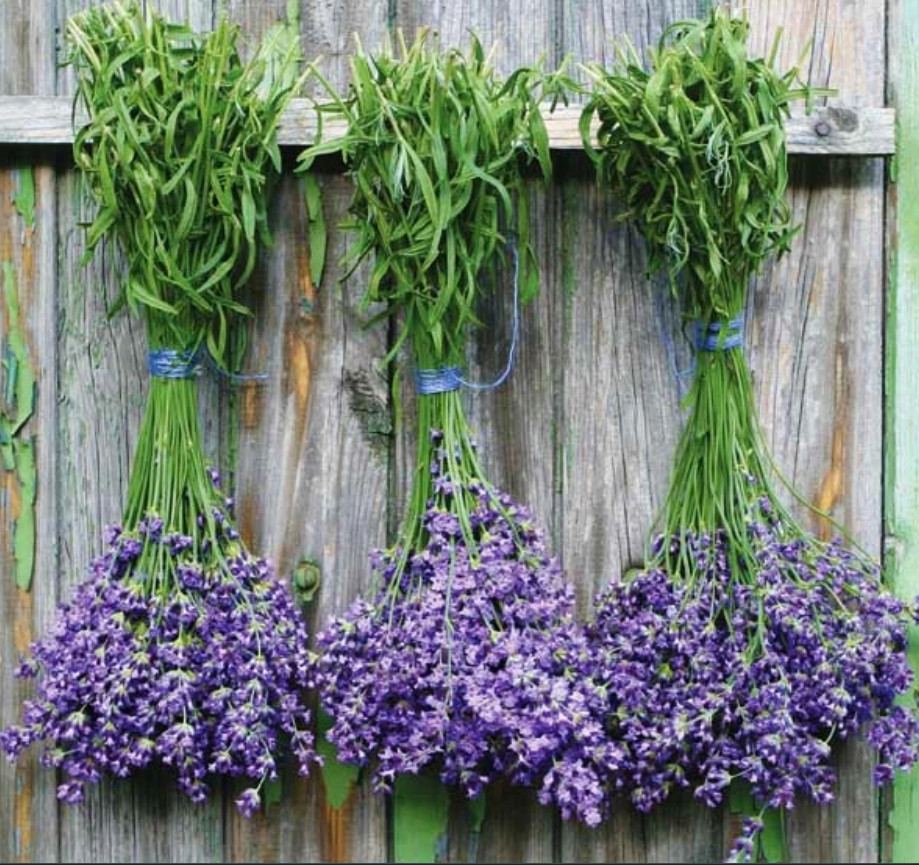 LAVENDER MIX Munstead & Vera Perennial Medicinal Dried Flowers Non-GMO 200 Seeds