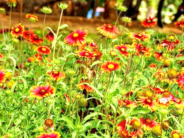 300 INDIAN BLANKET SEEDS | SALE FREE SHIPPING NON GMO HEIRLOOM FIREWHEEL