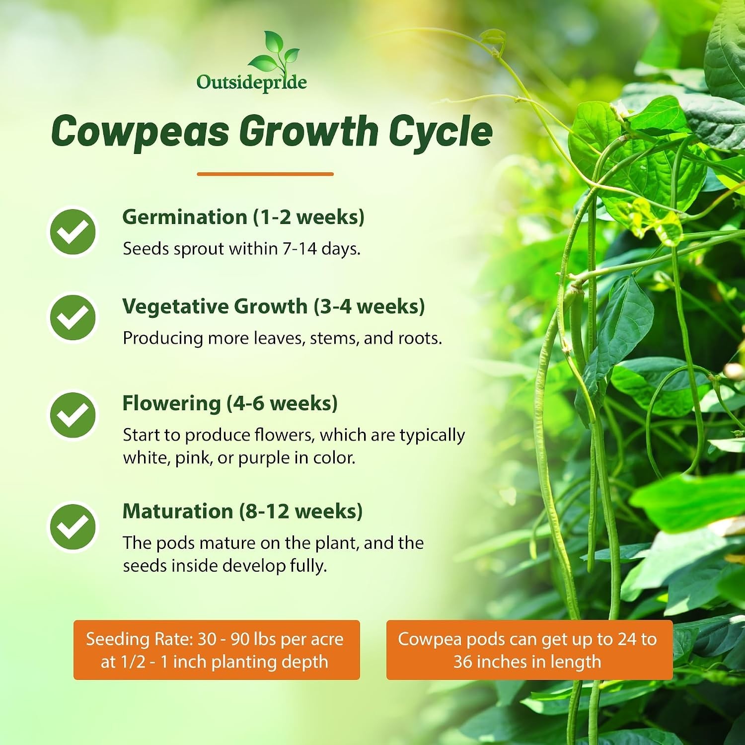 Nutrient-Rich Cowpeas Seeds – 10 lbs Cover Crops & Forage