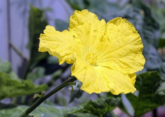 Luffa cylindrica | Sponge Gourd | 10 Seeds