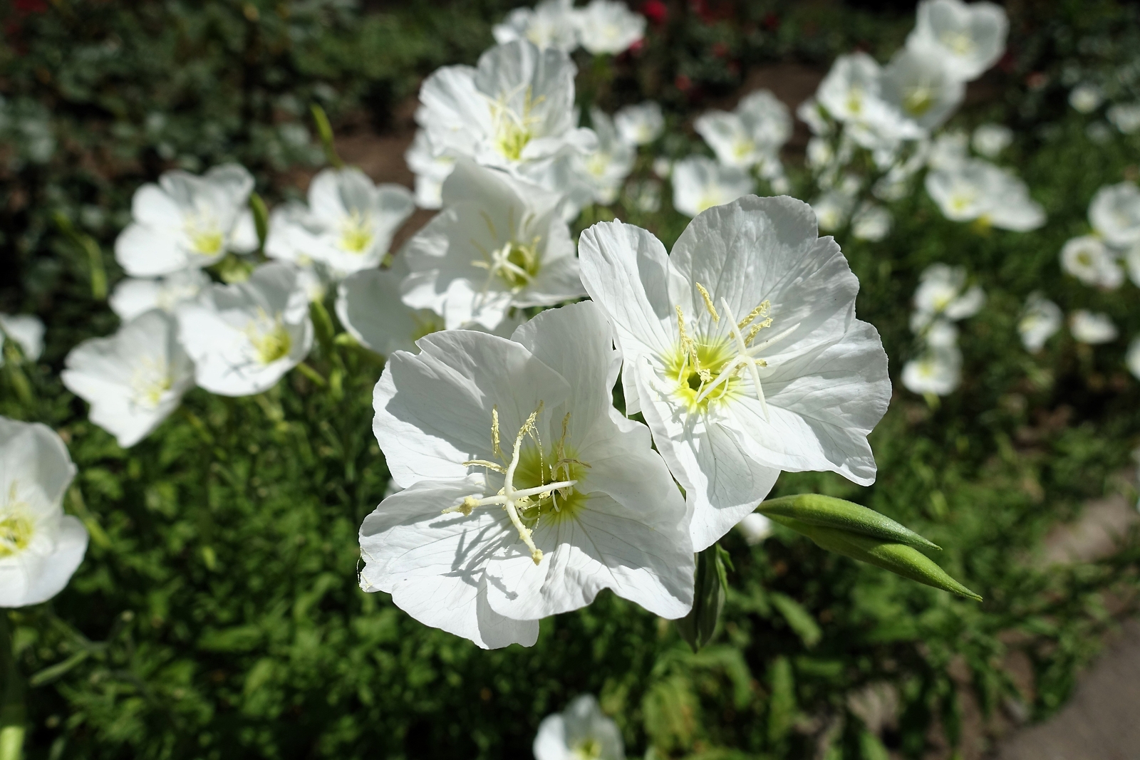 250 WHITE Pale EVENING PRIMROSE Buttercup Sundrops Oenothera Pallida Flower Seed