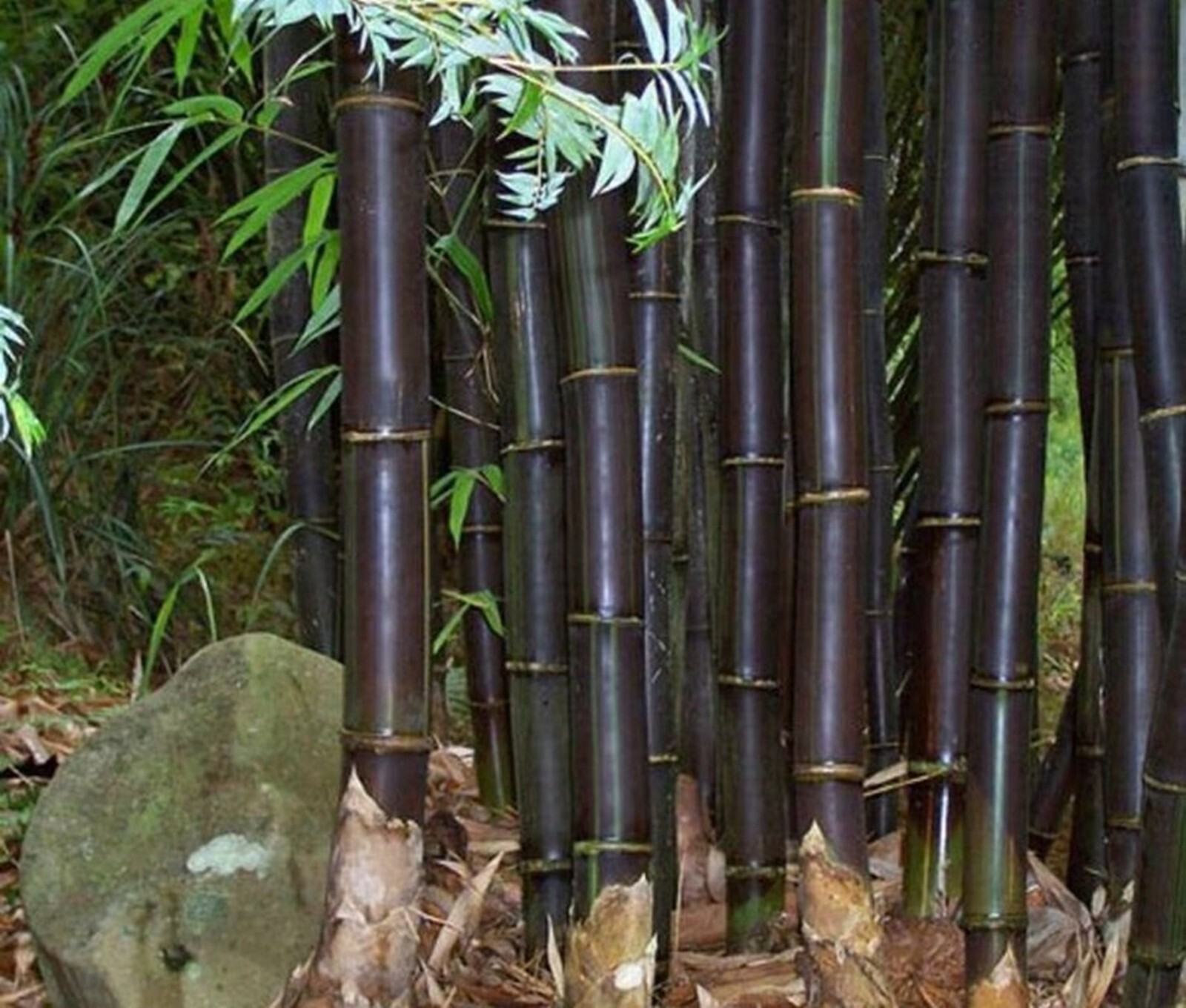 50 Black Phyll Mugra Bamboo Seeds Perennial Ornamental Seed Privacy US SELLER