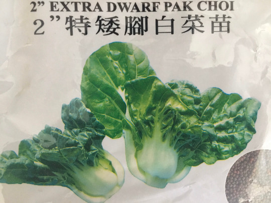 1-OZ 12,000+ Extra Dwarf Canton White Stem Pak Choi seeds 特矮奶白菜 Naibaicai