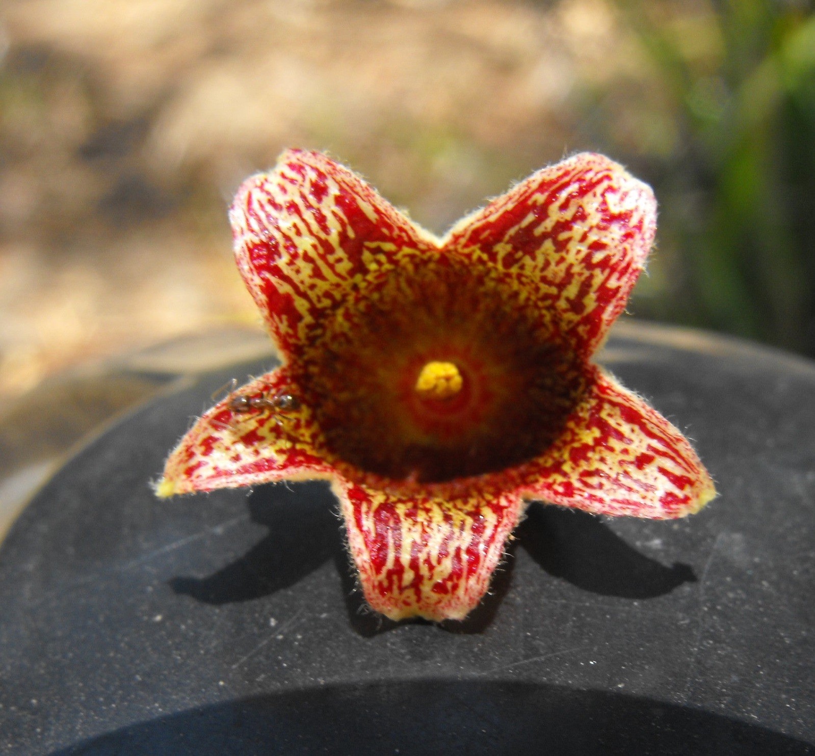Brachychiton populneus 20 Seeds – Kurrajong
