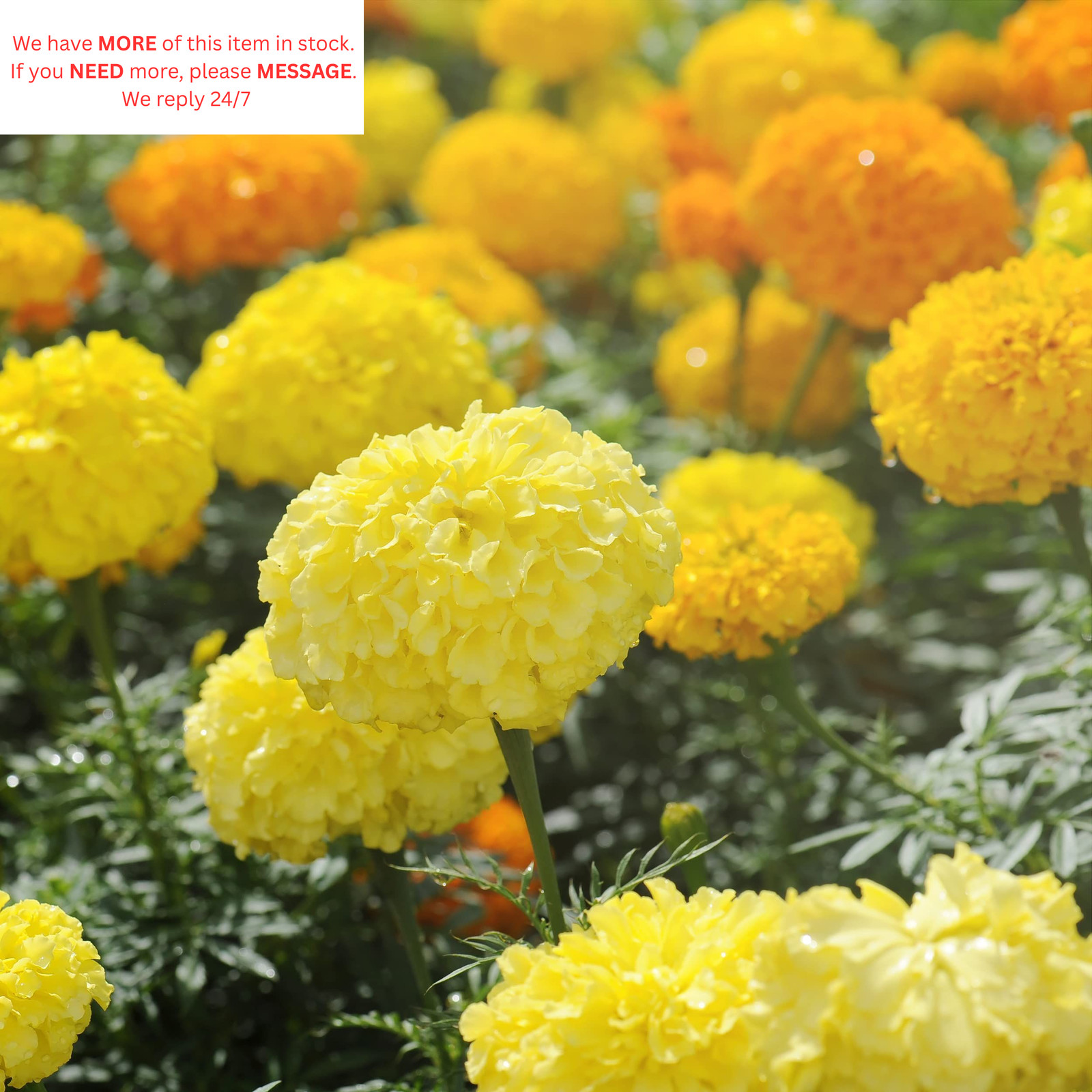Almanac Marigold 0.07 Ounce (Pack of 1), Gold,Orange,Yellow