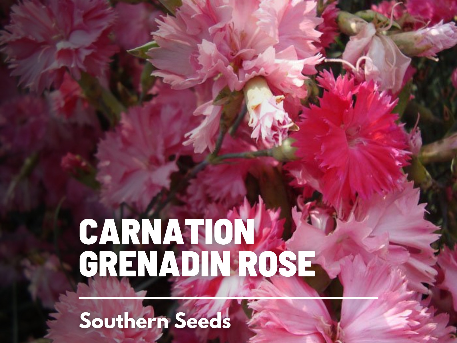 Carnation, Grenadin Rose – 25 Seeds (Dianthus carophyllus)