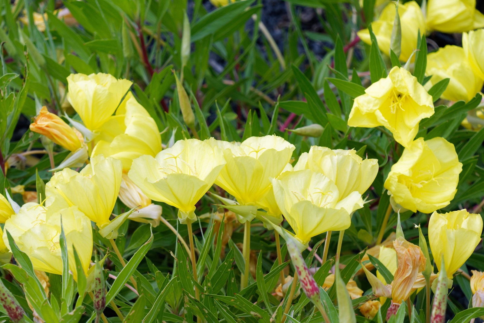 150 DWARF EVENING PRIMROSE Missouri Ozark Sundrops Oenothera Yellow Flower Seeds