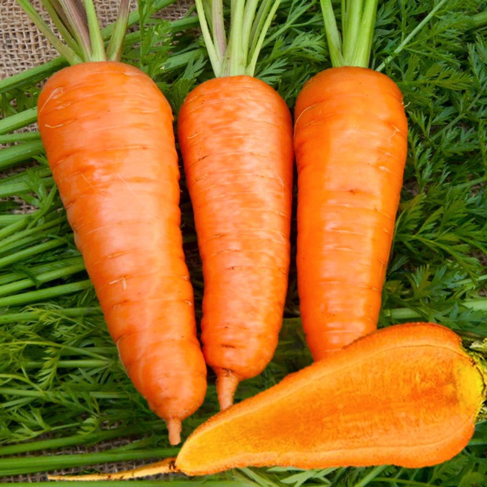 Chantenay Red Cored Carrot Seeds | Vichy French Fall Garden Heirloom Seed 2024
