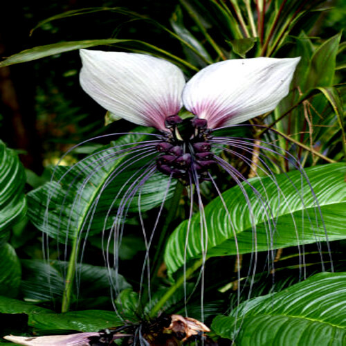 10 White Bat Orchid Flower Seeds (Tacca Integrifolia) Exotic Tropical Houseplant