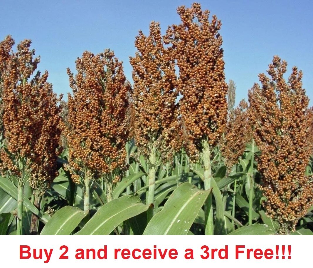 Sweet Sugar Drip Sorghum Seeds – 800-1000 seeds