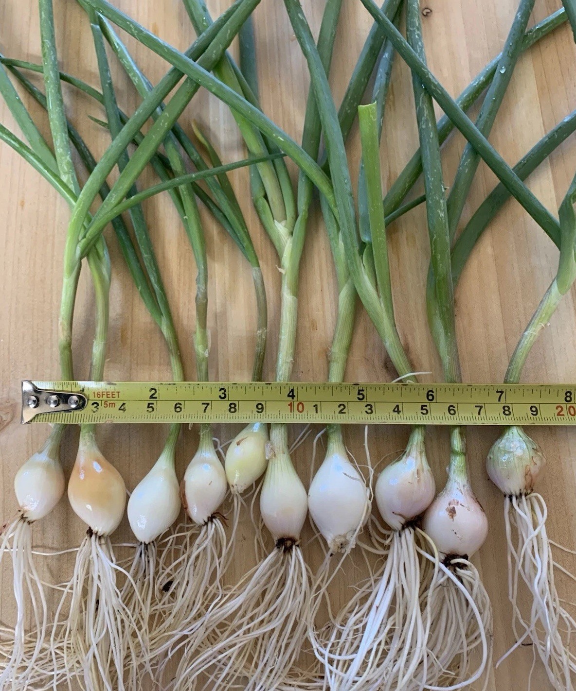 10 Egyptian Walking Onion Plants 2 Year Perennials Picked & Trimmed on Ship Date