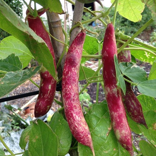 Pink Cranberry Bean Seeds |Dwarf Horticultural Taylor Italian Borlotti Seed 2024