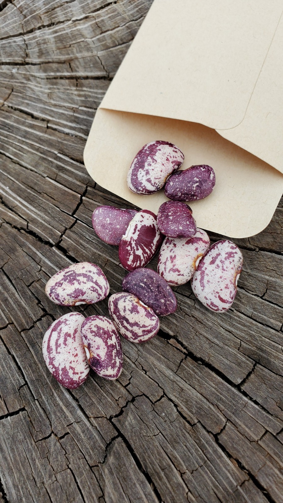 10+ Jackson Wonder Bush Lima Bean Seeds – Fresh 2026 Harvest | Beyond Organic