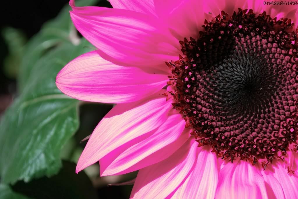 20 Pink Sunflower Seeds Plants Garden Plants bonsai rare flower colorful organic