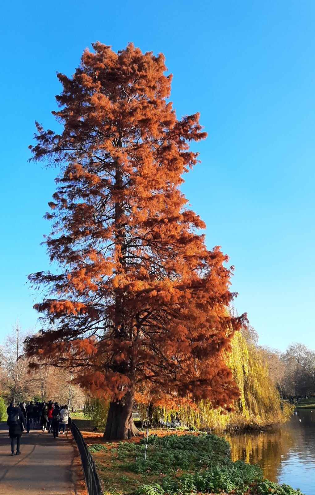 Northern Bald Cypress Tree | Premium Seeds | Taxodium distichum Summer | Plants’