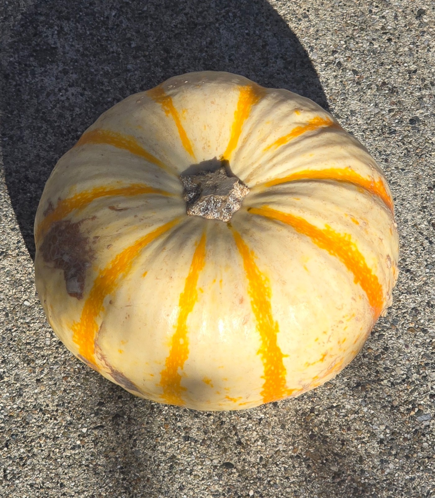 10+ Dwarf Baby Tiger Stripe Pumpkin Seeds Ornamental Fall Decor
