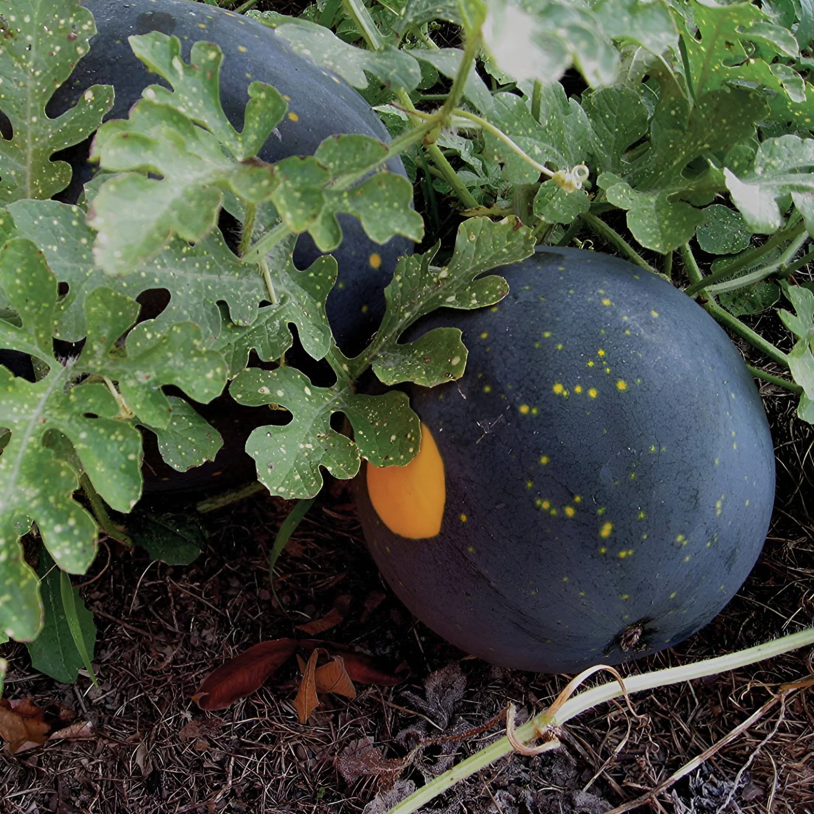 30 Heirloom Moon&Stars Red Watermelon Seeds – HUGE Up To 30lb Super Sweet Melon