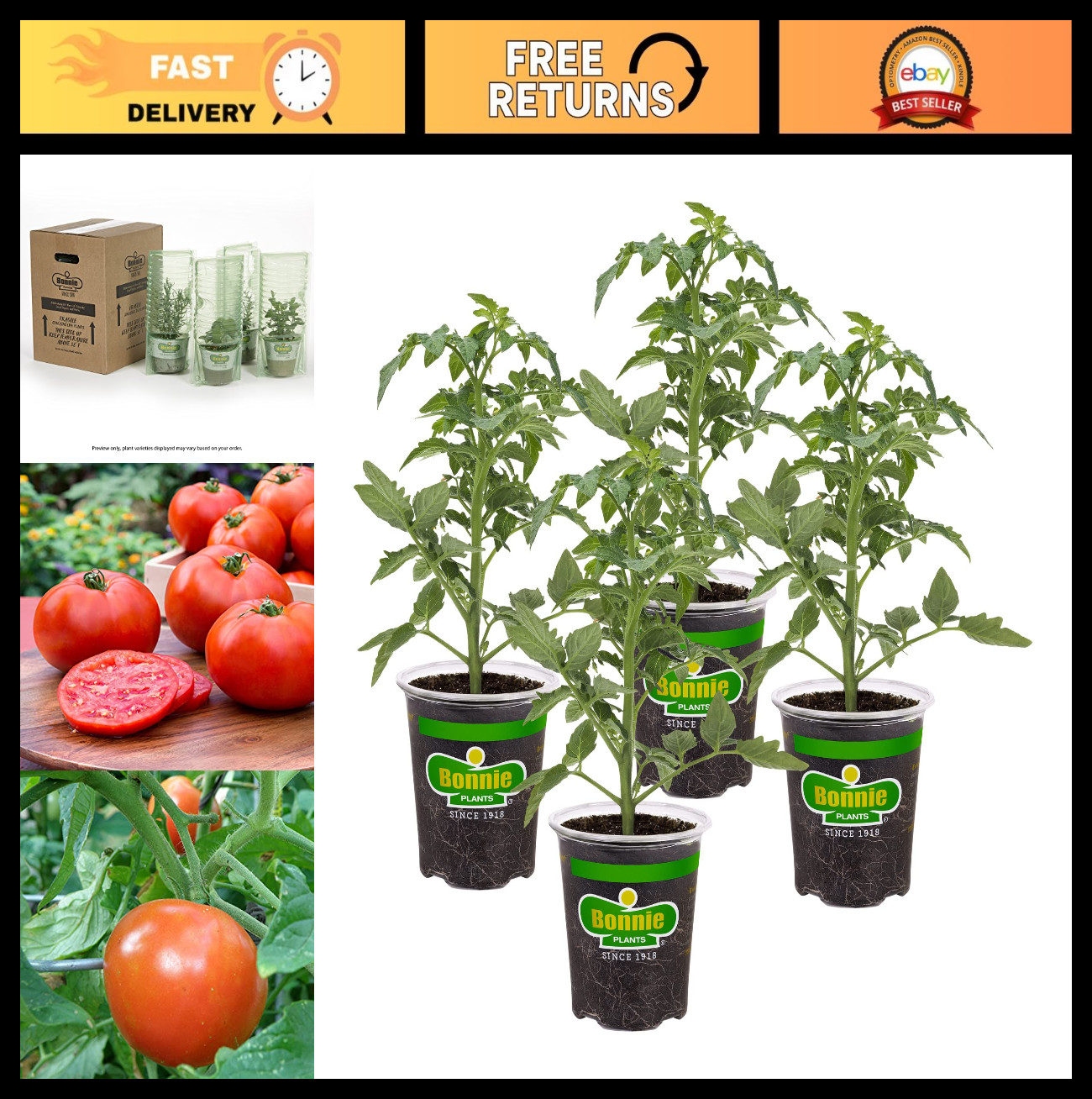 Better Boy Tomato Plants 4 Pack – Disease Resistant, Non-GMO, Large 16 oz Fruit