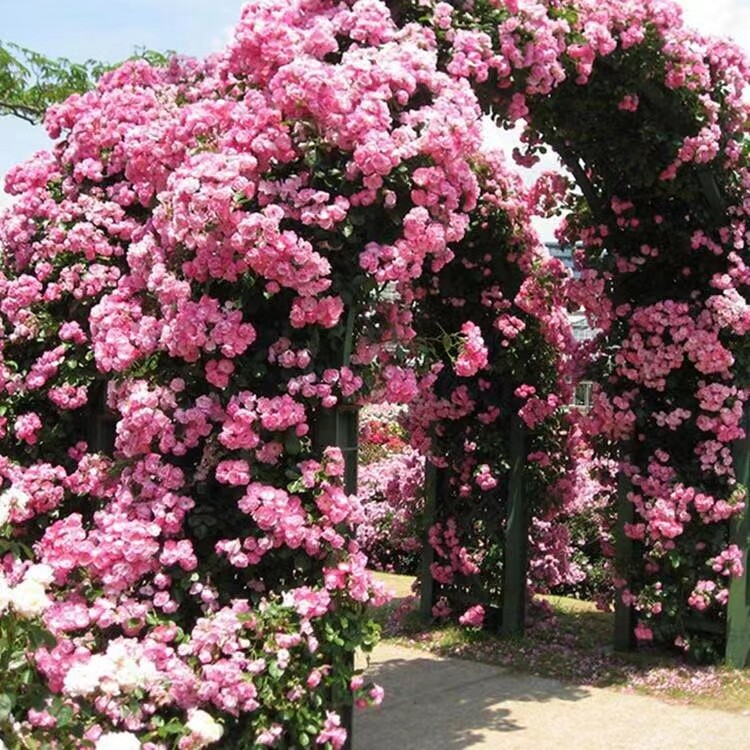 25 CLIMBING ROSE SEEDS Garden Plant Flower rare exotic USA seller FREE shipping