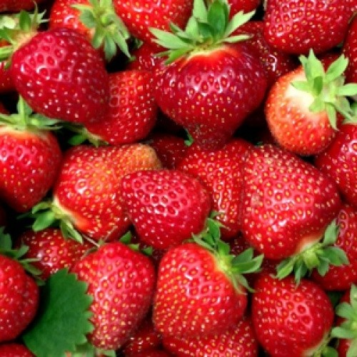 24 Strawberry Plants “Sweet Charlie”-SUPER-SWEET (Pack of 24 Bare Root)Zone: 4-9