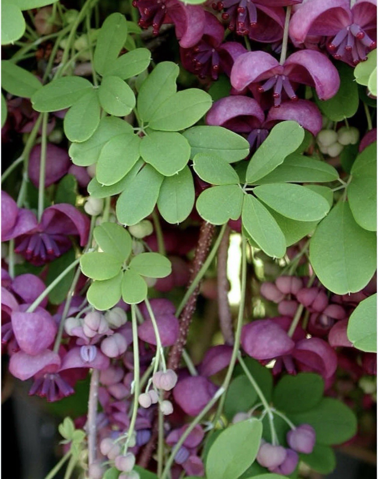 Chocolate Vine Akebia quinata SMALL Rooted Starter Plant-Chocolate Scented Bloom