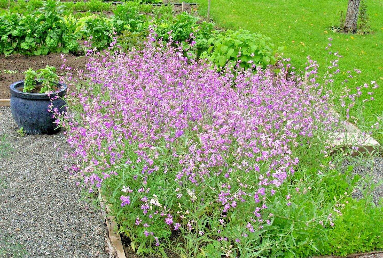 1001+EVENING SCENTED STOCK Seeds Perfume Plant Clove Summer Garden Container