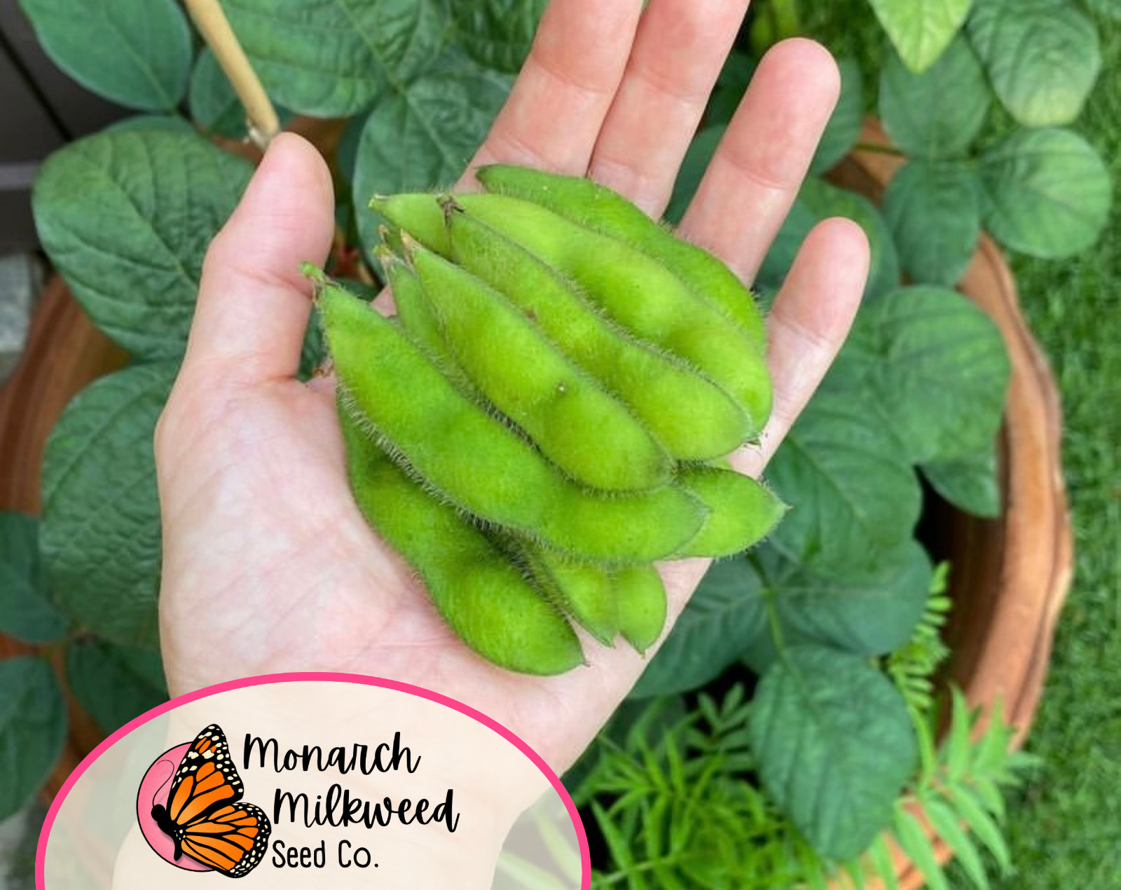 25+ Edamame Soybean Bean Seeds | Heirloom, Non-GMO, Vegetable Gardening Seeds