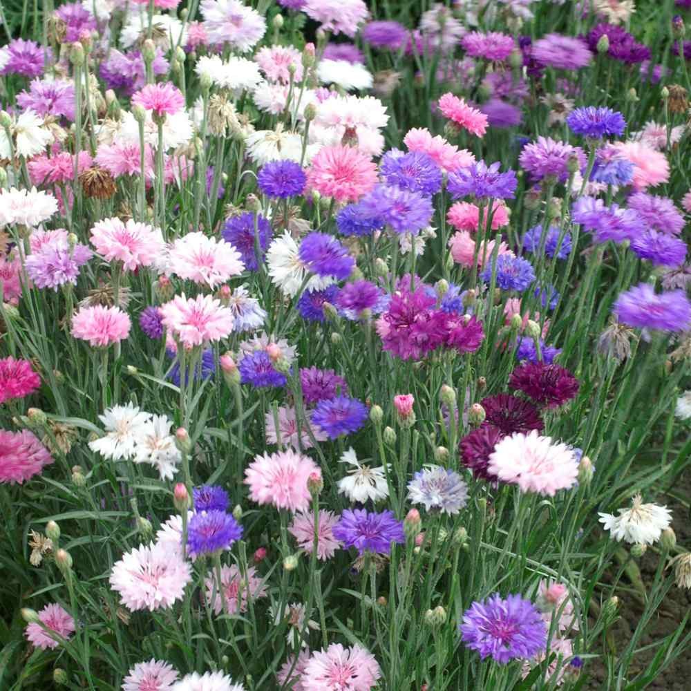 1000 Seeds Centaurea Cornflower Cornflower Polka Dot Drought Tolerant