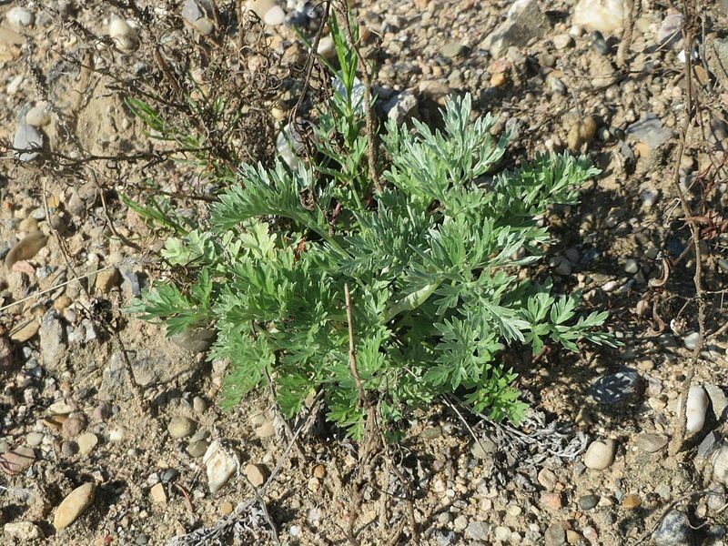 500 Artemisia Absinthium Seeds – Absinthe Wormwood – Medicinal Herbs