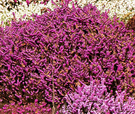 CALLUNA SCOTH HEATHER Calluna Vulgaris – 100 Bulk Seeds