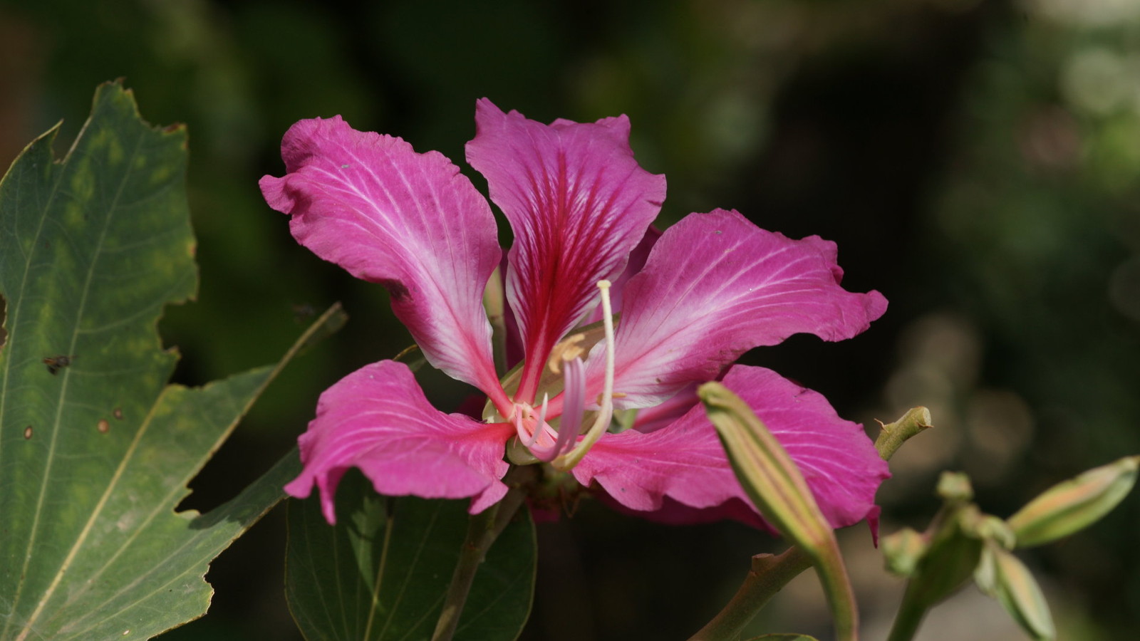 Purple Orchid Tree, Bauhinia Purpurea, Tree Seeds (Fast, Showy, Fragrant)