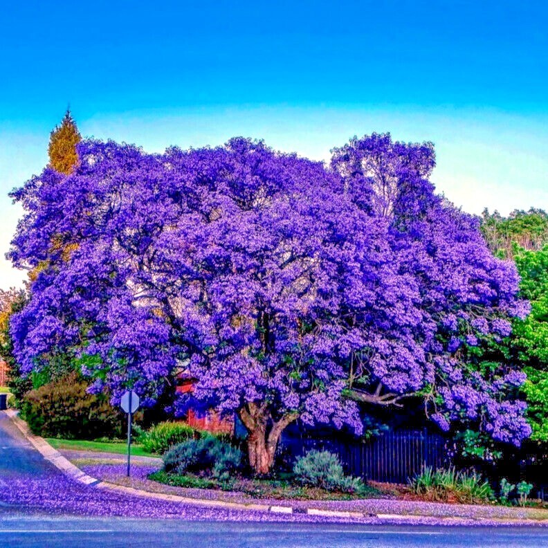 Jacaranda Fern Tree Seeds (Mimosifolia acutifolia) Tropical Blue Flowers Plant
