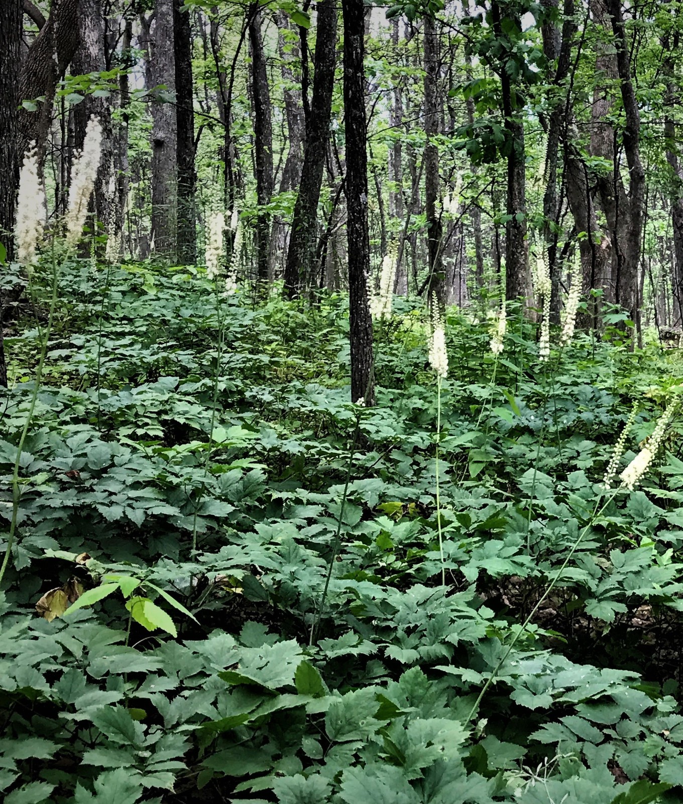 2 Black Cohosh Dormant Bare Root~Bugbane, Snakeroot ~Wild Woodland~Winter Hardy