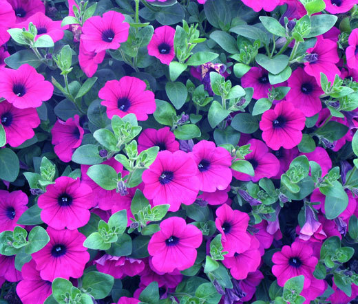 PETUNIA LAURA BUSH Petunia X Violacea Solanaceae – 1,100 Bulk Seeds