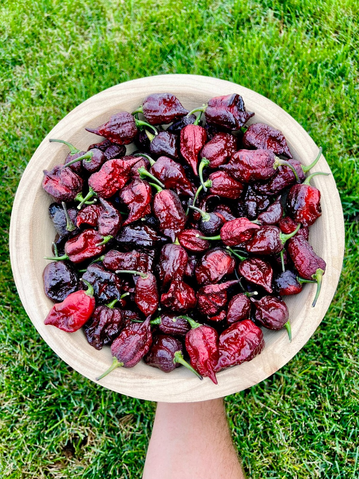 Moruga BlackJack Superhot Pepper Seeds – Non-GMO Organic Superhot Pepper