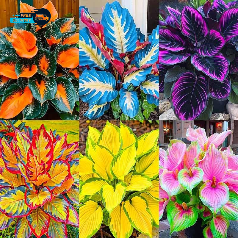 185 Mixed Color Hosta Seeds for Planting Outdoors Shade Cold Tolerant