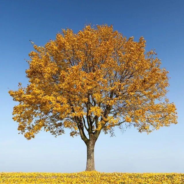 Field Maple Tree | Premium Seeds | Acer campestre ‘Fall’ | Plants’®