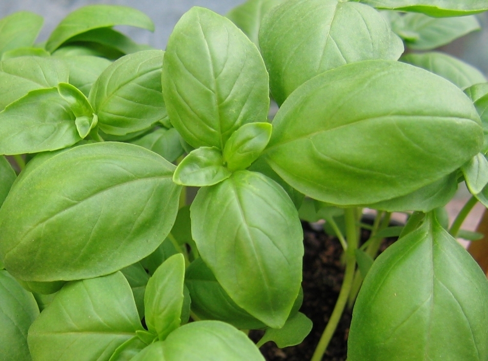 Heirloom Italian Basil Seed Assortment- 5 Varieties- 1,100+ Seeds
