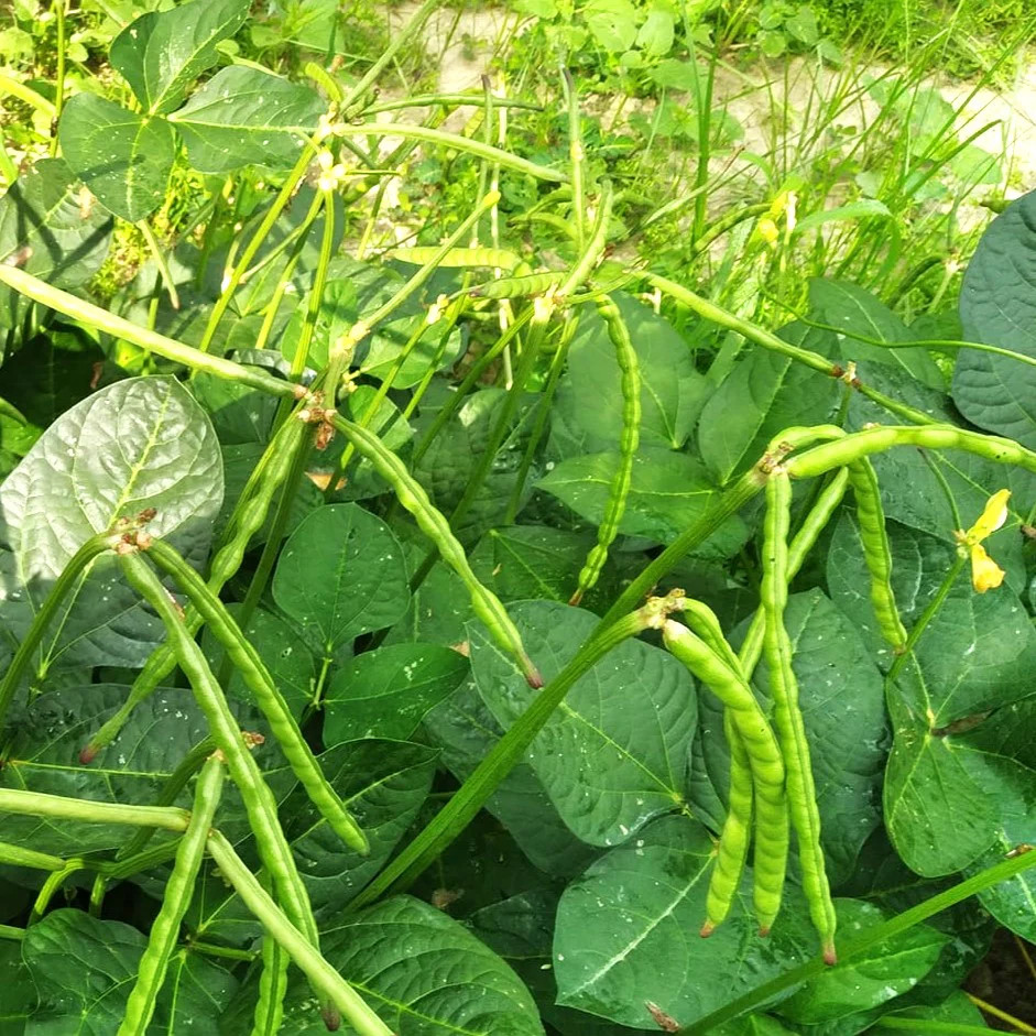 Zipper Cream Pea (Treated) Seeds – For 2026 Planting Southern Crowder Cowpeas