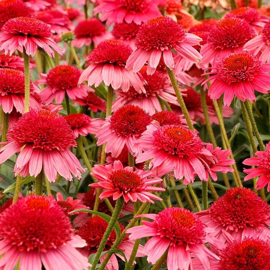50 Coneflower Seeds Echinacea Perennial Flower Flowers Butterfly “Giddy Pink”